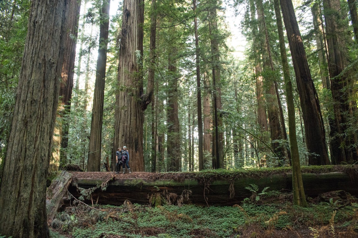 redwoods-14
