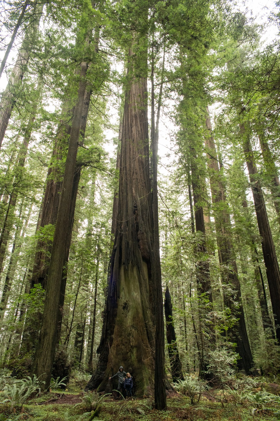 redwoods-3