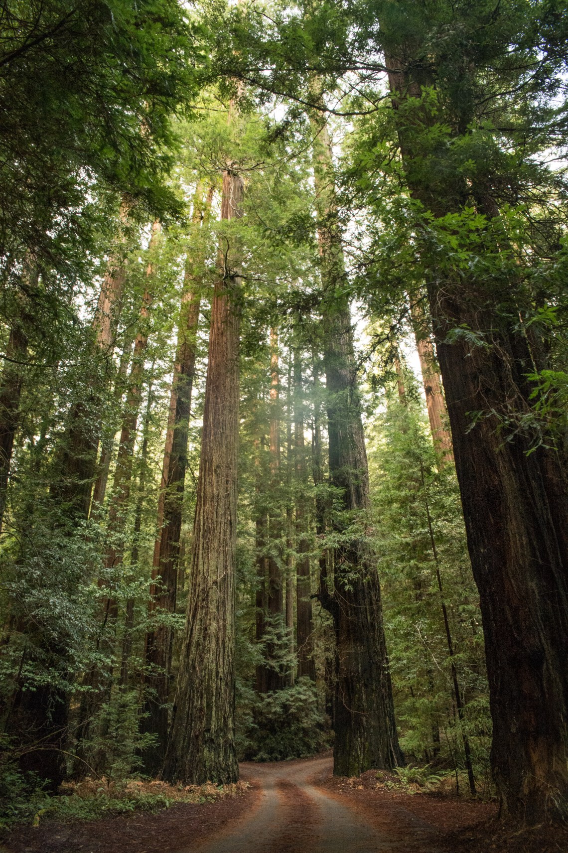 redwoods-4