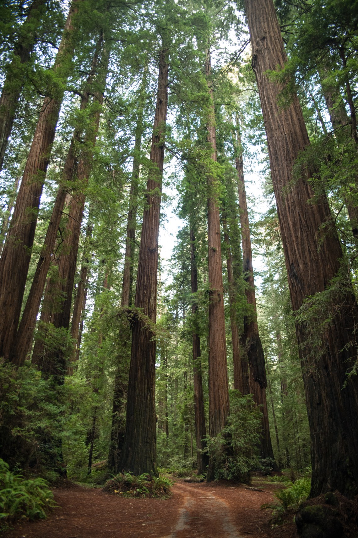 redwoods-5