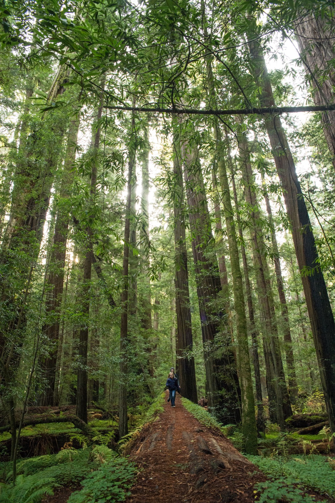 redwoods-9