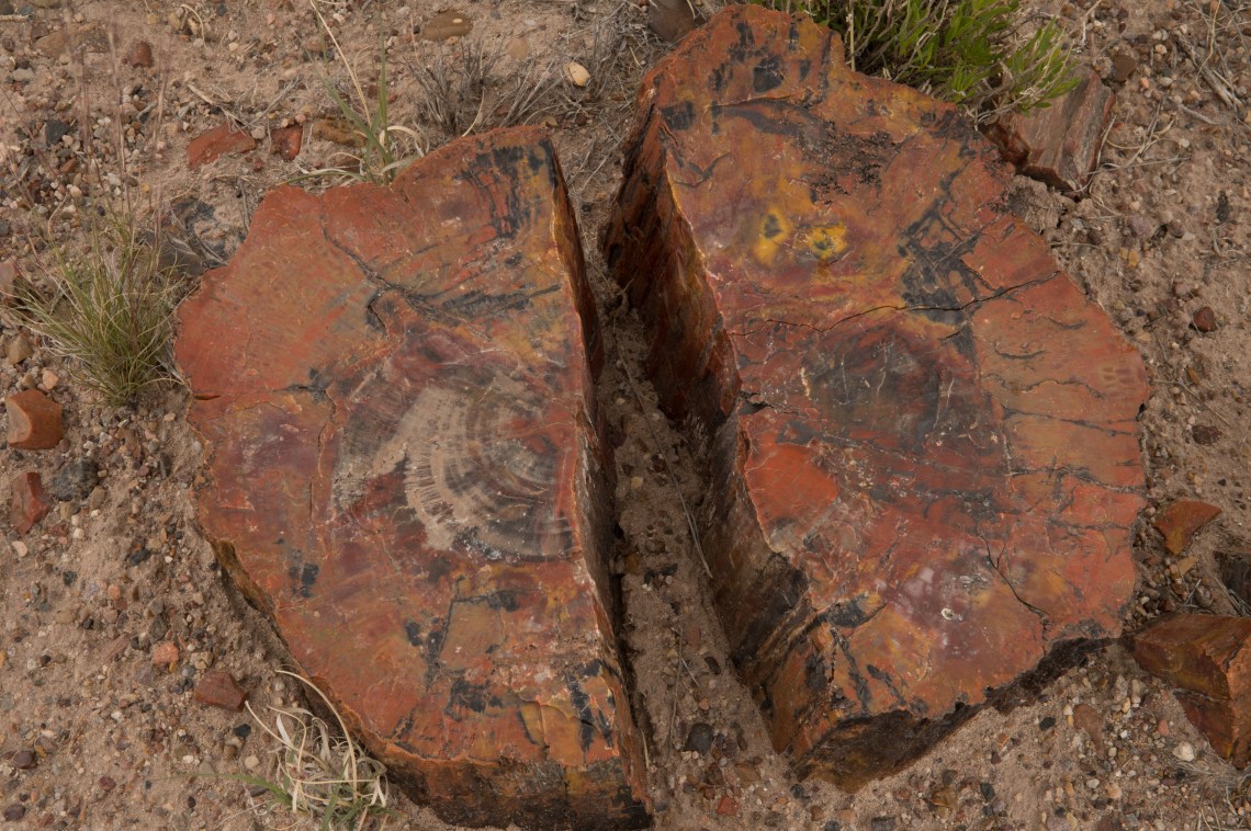 Flagstaff - Petrified NP faves-16