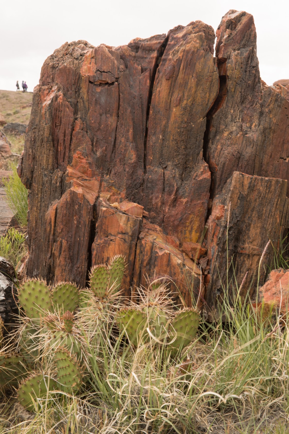 Flagstaff - Petrified NP faves-17