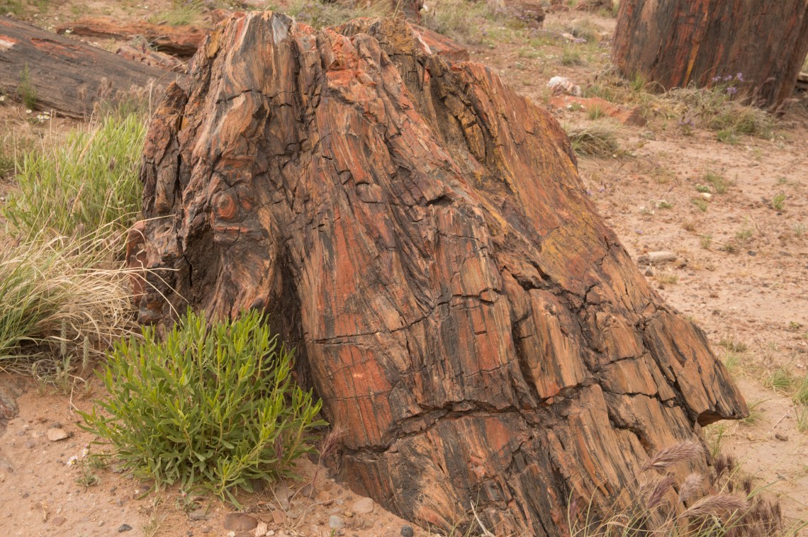 Flagstaff - Petrified NP faves-18